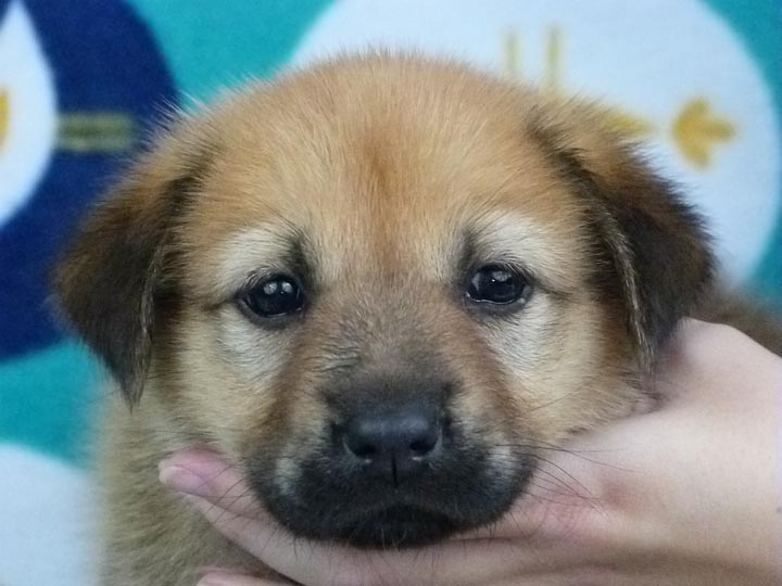 chinook puppy